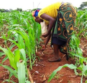 Person planting seeds