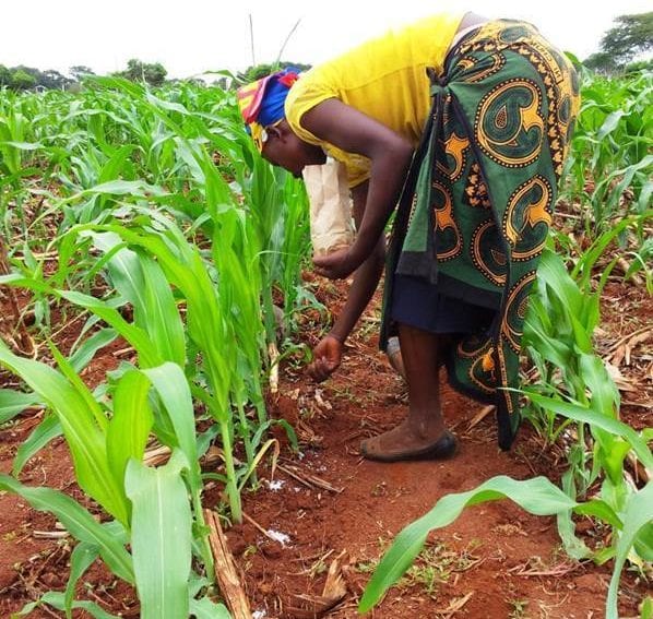 Person planting seeds